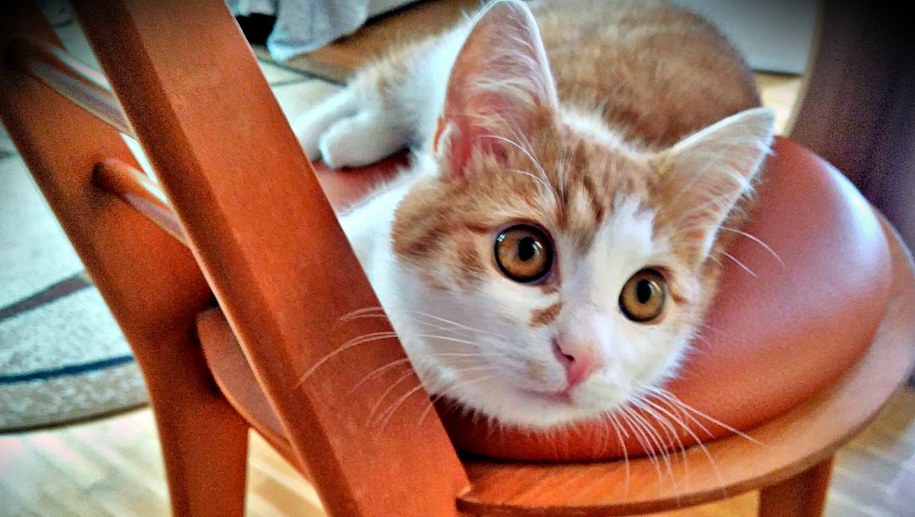 Romuś - kot autorki artykułu /Maciej Nycz, RMF FM /