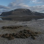 Ropa na Morzu Barentsa. Norwegia chce więcej wydobywać, aktywiści ostro krytykują