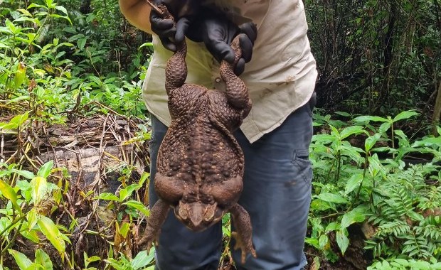 Ropucha gigant. Waży 2,7 kilograma [FILM I ZDJĘCIA]