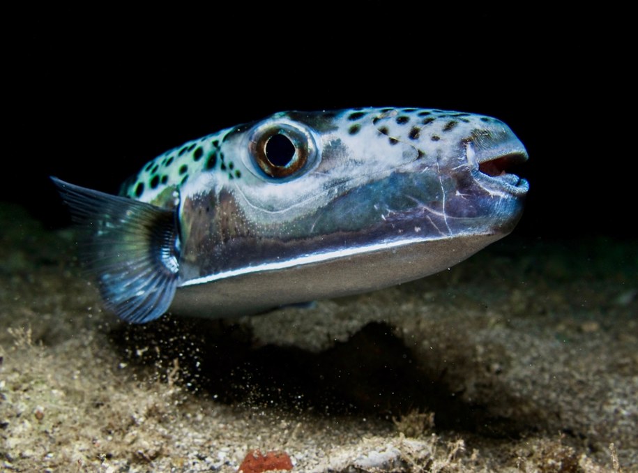 Ropucha srebrzysta (łac. lagocephalus sceleratus) /Shutterstock