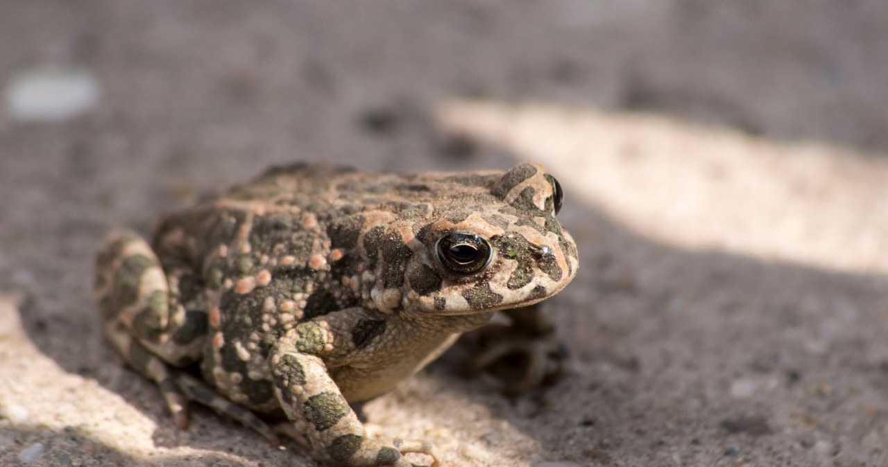 Ropucha zielona (łac. Bufotes viridis) jest odporna na przesuszenie i lekkie zasolenie, co ułatwia jej życie w środowisku miejskim /CanvaPro /Canva Pro