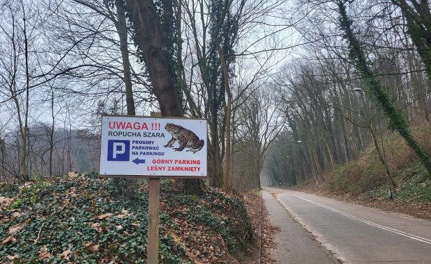 Ropuchy na drodze. Dla kierowców zakaz wjazdu