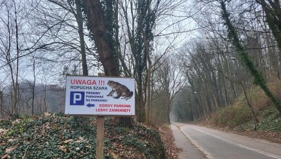 Ropuchy na drodze. Dla kierowców zakaz wjazdu