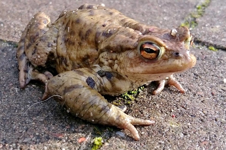 Ropuchy rozpoczęły wiosenna migrację do zbiorników wodnych. /Zakład Usług Komunalnych w Szczecinie /