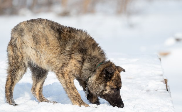 Rosja: 10-latka zaginęła w śnieżycy. Przetrwała noc w objęciach psa
