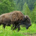 Rosja chce odtworzyć ekosystem mamutów. Sprowadziła bizony do Arktyki