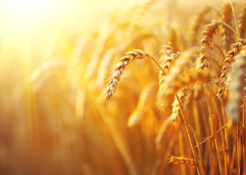 Rosja i Ukraina są znaczącymi eksporterami zbóż i roślin oleistych /123RF/PICSEL