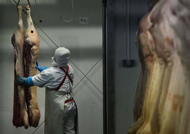 Rosja może wstrzymać import polskiej wieprzowiny... /AFP
