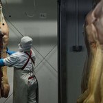 Rosja może wstrzymać import polskiej wieprzowiny
