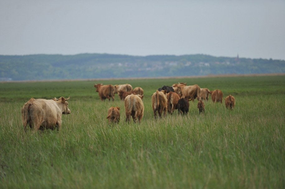 Rosja nie chce wołowiny z Unii Europejskiej /Marcin Bielecki /PAP