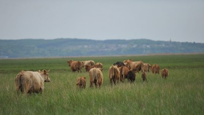 Rosja nie chce wołowiny z Unii Europejskiej  