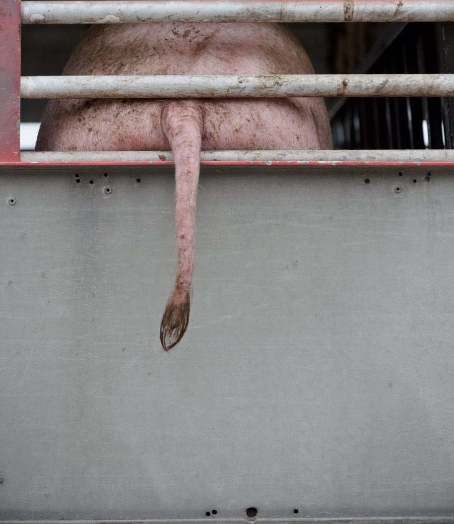 Rosja nie ustępuje ws. polskiej wieprzowiny /Wojciech Pacewicz /PAP