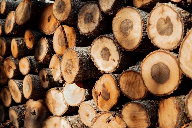 Rosja omija unijny zakaz eksportu drewna do Europy i nadal sprzedaje ten surowiec do państw UE, w tym także do Polski /123RF/PICSEL
