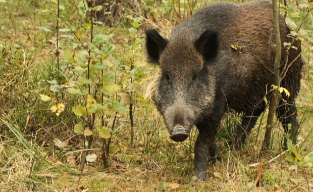Rosja oskarża Polskę o ukrywanie przypadków afrykańskiego pomoru świń