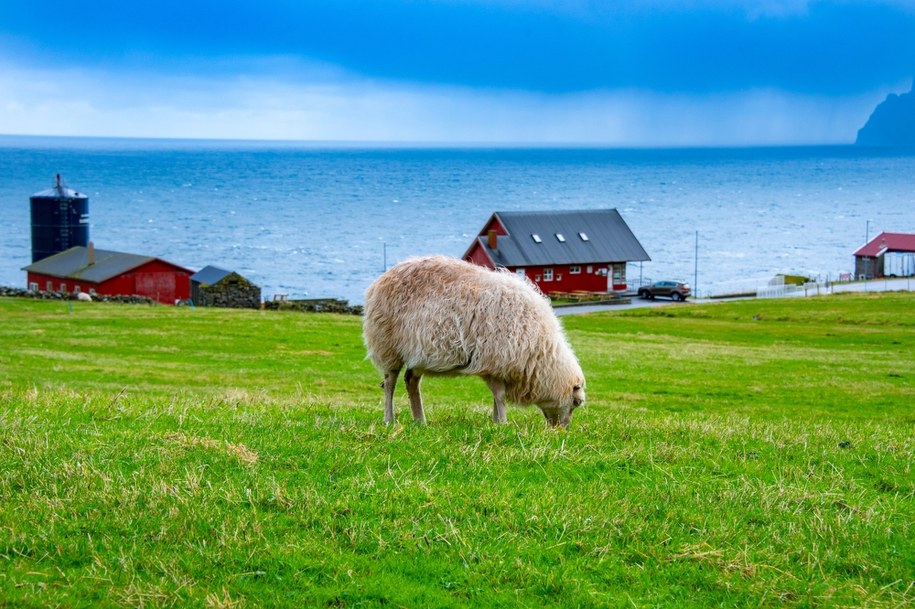 Rosja ostrzega Wyspy Owcze. Kraj przed ogromnym dylematem /Shutterstock