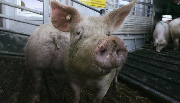 Rosja tymczasowo zakazuje importu żywych świń z USA. Fot. Ralph Orlowski /Getty Images/Flash Press Media