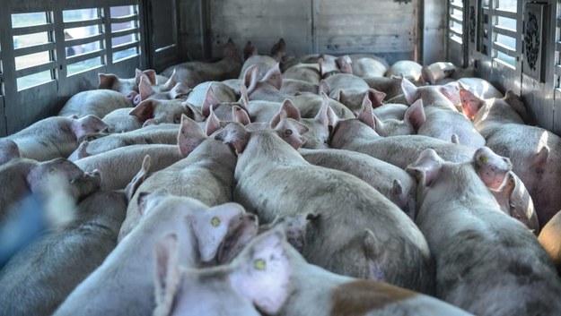 Rosja tymczasowo zakazuje importu żywych świń z USA /Wojciech Pacewicz /PAP
