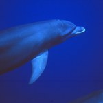 Rosja używa wyszkolonych delfinów do obrony swojej floty