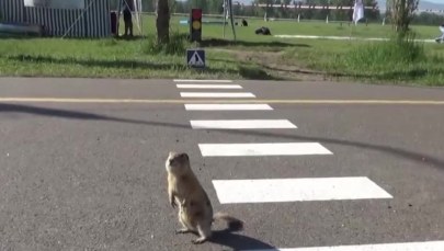 Rosja: W Krasnojarsku powstały przejścia na jezdni dla... susłów