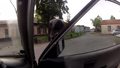 Rosja: Wściekłe ptaszysko demoluje samochód