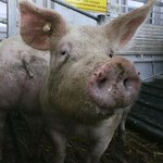 Rosja wypowiada gospodarczą wojnę Ameryce. Zakazuje importu żywych świń z USA