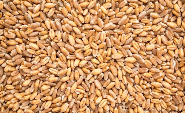 Rosja wywozi ukraińskie zboże. Potwierdzają to listy frachtowe