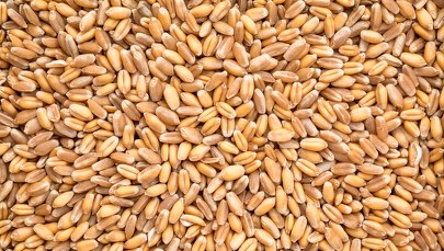 Rosja wywozi ukraińskie zboże. Potwierdzają to listy frachtowe