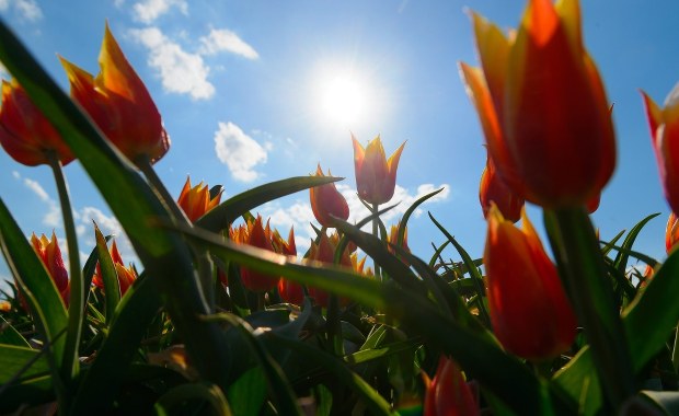 Rosja zapowiada kolejne embargo. Tym razem na... kwiaty