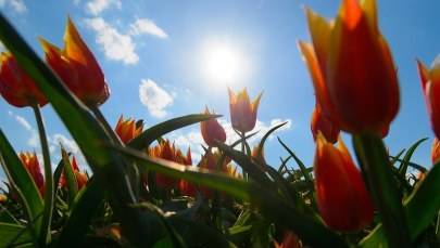 Rosja zapowiada kolejne embargo. Tym razem na... kwiaty