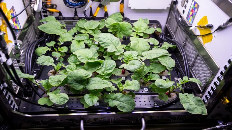 Rosjanie będą uprawiać warzywa na sprzedaż na pokładzie Międzynarodowej Stacji Kosmicznej /Geekweek