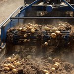 Rosjanie chcą zwiększyć areał uprawy ziemniaków