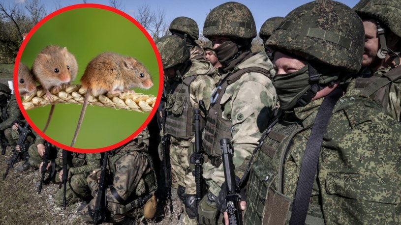 Rosjanie mają nie lada problem z myszami i szczurami w swoich okopach. /LEON KLEIN/ANADOLU AGENCY/Anadolu Agency via AFP /AFP