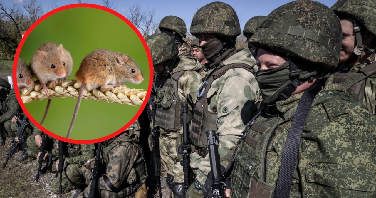 Rosjanie mają nie lada problem z myszami i szczurami w swoich okopach. /LEON KLEIN/ANADOLU AGENCY/Anadolu Agency via AFP /AFP