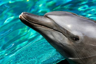 Rosjanie na Krymie przejęli nawet... bojowe delfiny