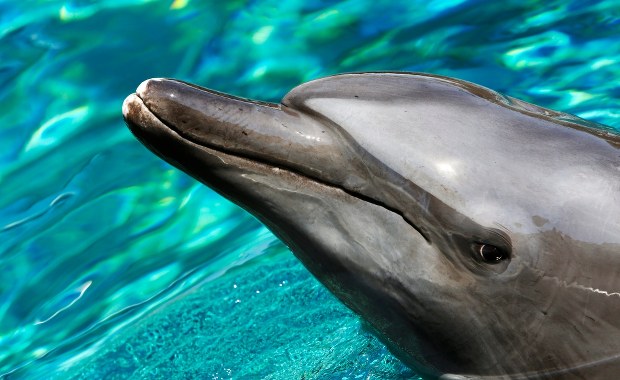 Rosjanie na Krymie przejęli nawet... bojowe delfiny