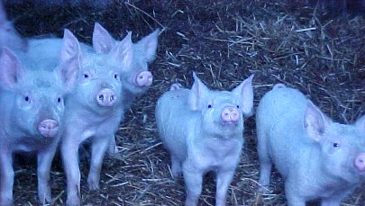 Rosjanie nie chcą unijnej wieprzowiny 