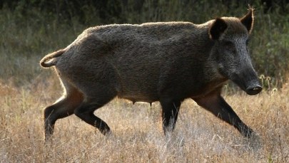 Rosjanie przyznali się do błędu ws. zarzutów dotyczących ASF 