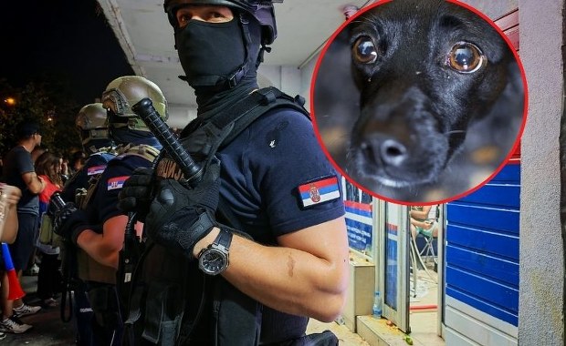 ​Rosjanie testowali z Serbami broń soniczną na psach