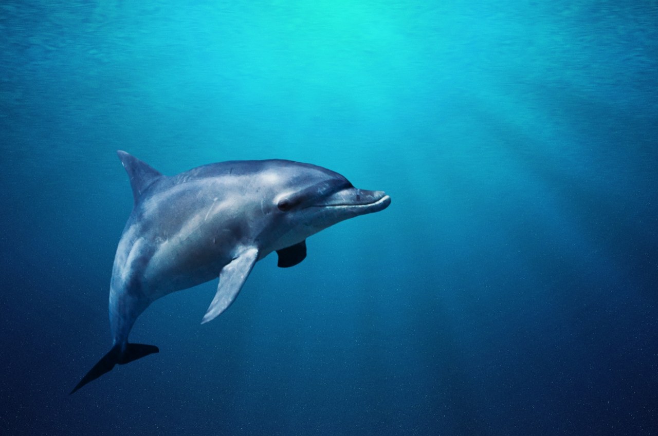 Rosjanie umieścili tresowane delfiny w bazie wojennej w Sewastopolu