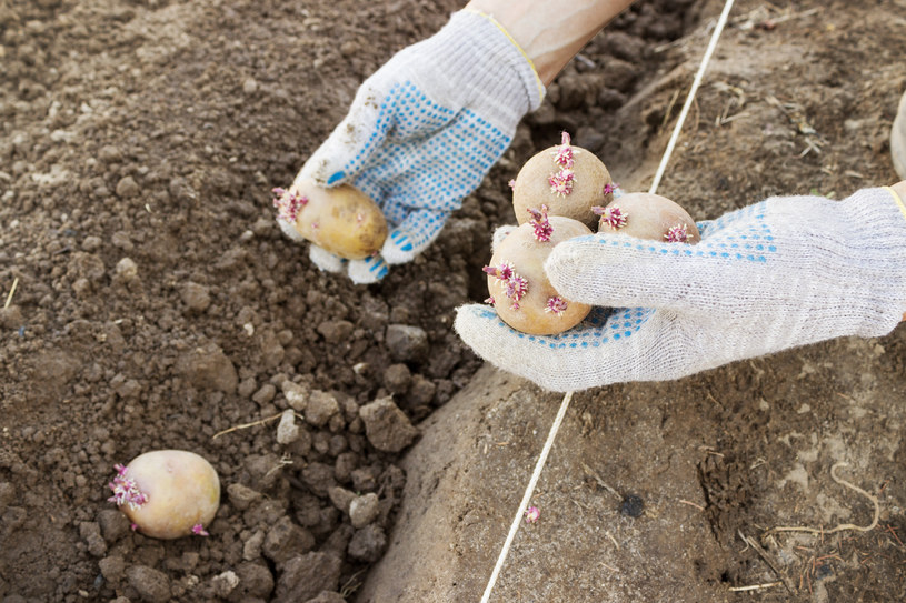 Rosjanie z obwodu kaliningradzkiego będą sadzili ziemniaki na użytek własny. Działki dostaną od miasta /123RF/PICSEL