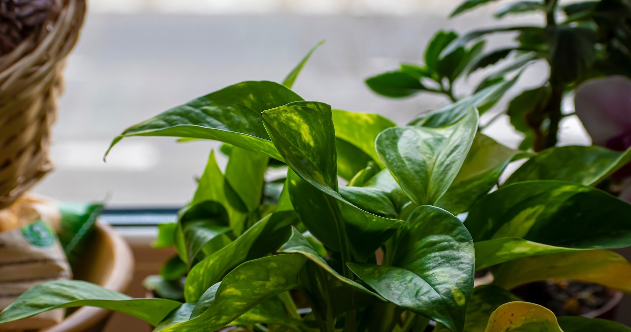 Roślina dobra do mieszkań. Bujnie rośnie, a zajmuje mało miejsca /Pixel