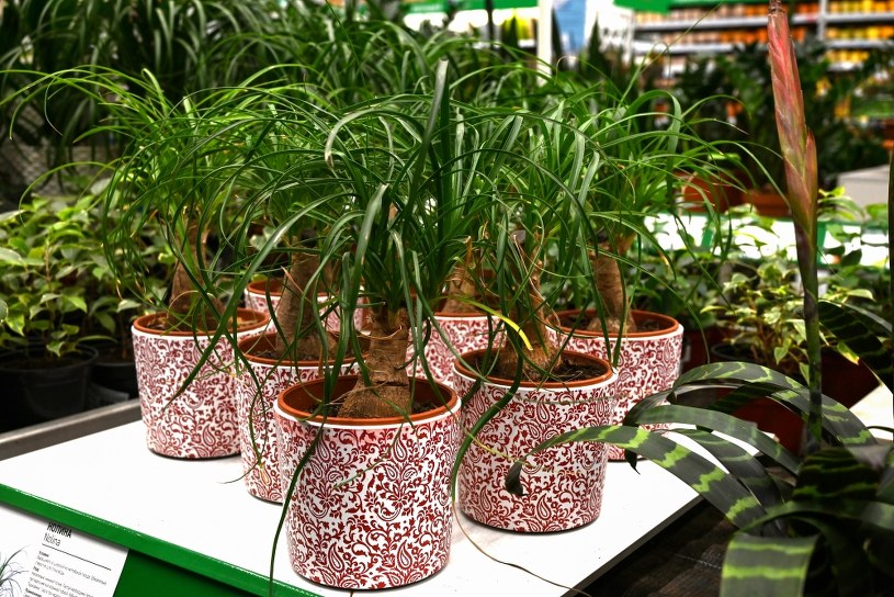 Roślina idealna dla zapominalskich. Pióropusz liści to tylko jedna zaleta