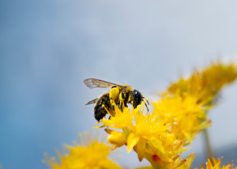 Roślina nawłoci jest sporym zagrożeniem dla pszczół /123RF/PICSEL