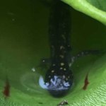 Roślina schwytała salamandrę