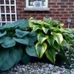 najpiękniejsze rośliny do ogrodu Roślina zmienia kolor w zależności od światła. Ogród będzie się wyróżniał