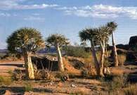 Roślinność pustynna: drzewa kauczukowe, Namibia /Encyklopedia Internautica
