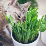 Rośliny balkonowe bezpieczne dla kota