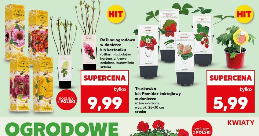 Rośliny balkonowe, krzewy ozdobne i warzywa – ogrodowy hit cenowy w Kauflandzie /Kaufland