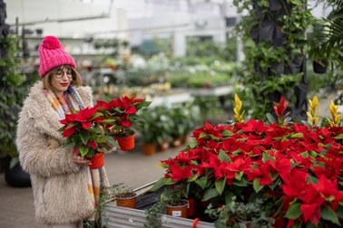 Rośliny bożonarodzeniowe. Niektóre są toksyczne!