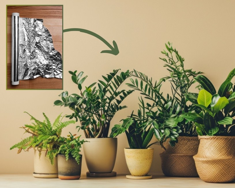 Rośliny doniczkowe czasem wymagają odpowiedniego doświetlenia, aby zdrowo rosły i kwitły. Pomocna może się okazać folia aluminiowa. Jak jej używać? /Pixel